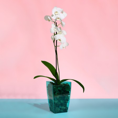 Pot for orchids, 2 l, 12.5 × 19.5 cm, plastic, transparent-turquoise-2