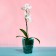 Pot for orchids, 2 l, 12.5 × 19.5 cm, plastic, transparent-turquoise