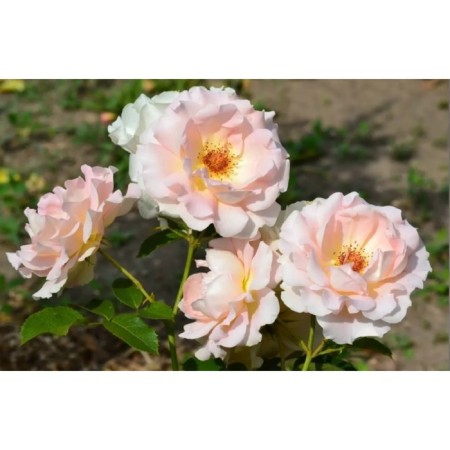Seedling rose park "Rococo", tube, 1 pc, spring 2025