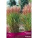 Miscantus Chinese Rotfeder, 1 pc, rr I, spring 2025