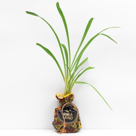 Lileynik Jason Salter seedling, P9 pot, summer 2024
