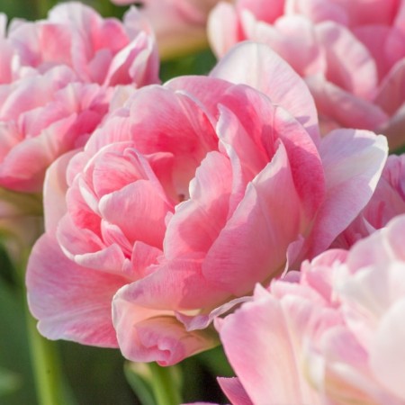 Tulip Terry Vog, river 11/12, 5 pcs, autumn 2023-2
