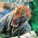 Stick 3D interior dinosaurs 50*50cm