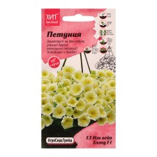 Flowers of Petunia 