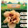 Lilenik "Roswitha", rr I, 1 pc, spring 2024