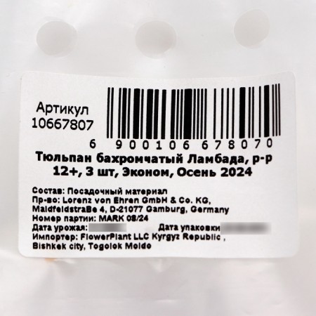 Tulip fringe lambada, rr 12+, 3 pcs, economy, autumn 2024-2