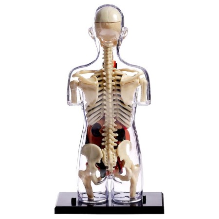 Set for experiments "Body structure", pregnant woman-12