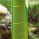 Aerosol from SAFEX ticks and mosquitoes, 150 ml