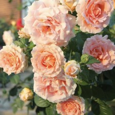 Seedling rose Plesy 