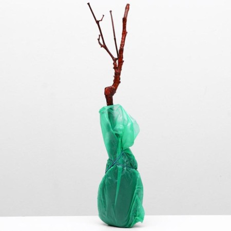 Grape seedling Jupiter Spring 2024, 1 pc.-2