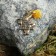 Browler-Talisman "Rabbit", natural amber