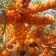 Sea buckthorn gnome, c3 pot, n20-40 height, 1 pc, summer 2024