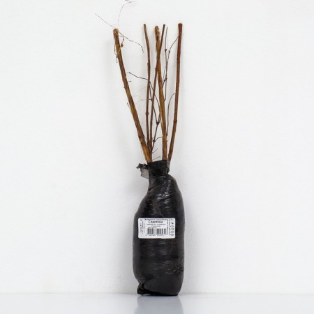 Edible honeysuckle (Northern Garden series) "Slasten" 1 pc, tube, spring 2024-2