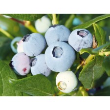 Blueberries are tall checklire, C2 pot, H20-40 Height, 1 pc, summer 2024