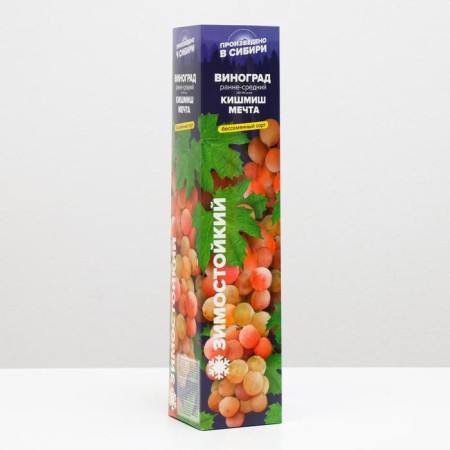 Grape seedling Kishmish dream Spring 2024, 1 pc.