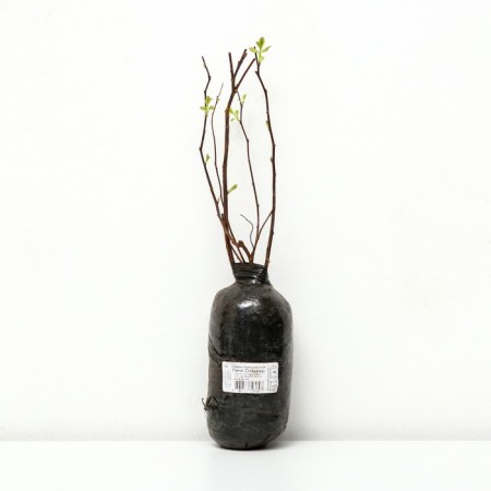 Birch line spirea (Northern Garden series) "Pink Spick", 1 pc, tube, spring 2025-1