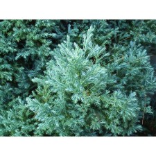 Caparisan seeder Gorodoil 