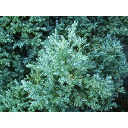 Caparisan seeder Gorodoil "Boulevard", P9 pot, Summer 2024
