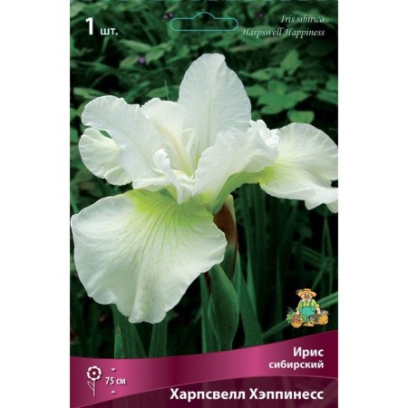 Iris Siberian "Harpswell Happones", 1 pc, rr I, spring 2024-2