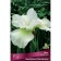 Iris Siberian "Harpswell Happones", 1 pc, rr I, spring 2024