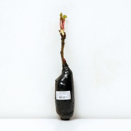 PION of tree -like (vaccinated on grassy) "giant from chemose" 1 pc, tube, spring 2025-2