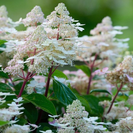 Saphenet Hydrangea Erley Harry, P9 pot, summer 2024