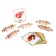 Interactive alphabet "Kruti-read"
