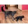 Mechanical team model, wooden designer "Black cat (cat)"