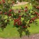 Hawthorn single-pharyngeal, C2 pot, H10-50 Height, 1 pc, summer 2024