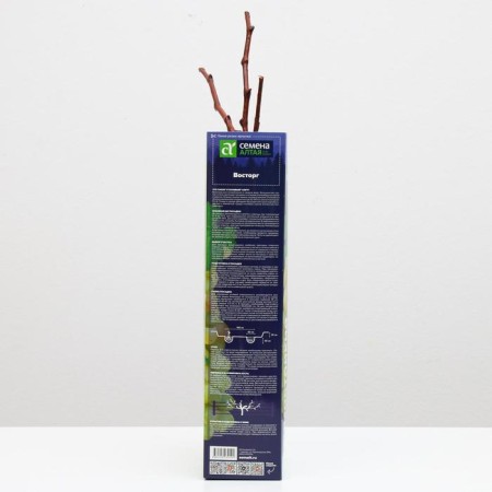 Grape seedling delight, spring 2024, 1 pc.-1