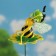 Plug "bee on a leaf", length 60cm