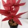 Bonsai in the pot "Tradescantia Color" 10x26 cm, mix