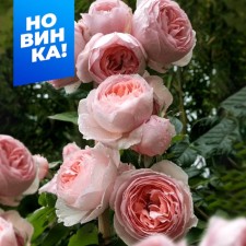 Rose tea-hybrid lac optimist