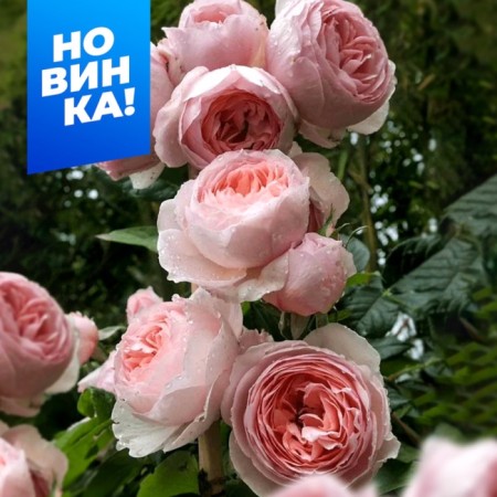 Rose tea-hybrid lac optimist