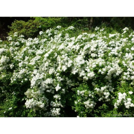 Sage of Spirea Nippon "Halward’s Silver", pot P9, Summer 2024