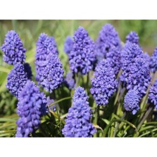 Muscari Armenian Fantasy Krieishn, 7/8 rr, 10 pcs, 15-20 h (cm), autumn 2024