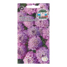 Flower seeds Iberis 