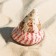 Decorative polished shell, 3-5 cm