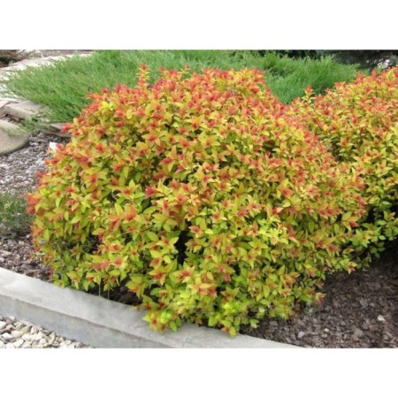 Spirea Japanese firelite, C2 pot, H10-50 height, 1 pc, summer 2024