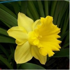 Narcissus Tubular Standard Veli, 12/14 rr, 5 pcs, 40 h (cm), autumn 2024