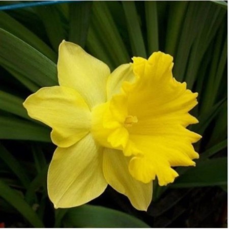 Narcissus Tubular Standard Veli, 12/14 rr, 5 pcs, 40 h (cm), autumn 2024