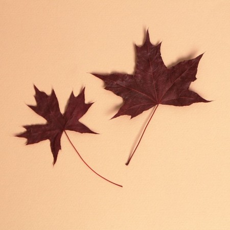 Dry leaves, set 2 pcs., Size 1 pcs: 5 × 7 cm