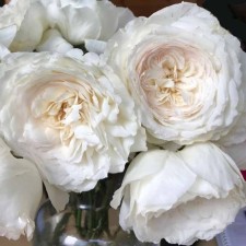 Seedling Rosa Mayra White, tea-hybrid, pot 2 l., Summer 2024