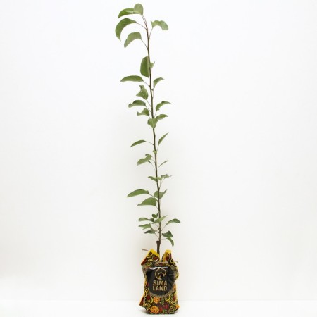 Seedling pear Polyushko, pot 2l., Summer 2024-1