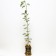 Seedling pear Polyushko, pot 2l., Summer 2024