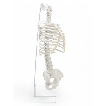 Lumbar spine "Luminer, hip joint" 40*26cm-2