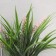 Bonsai in the pot "Field foliage" 9x23 cm, mix