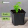 Pot for seedlings, 210 ml, d = 7 cm, h = 6.5 cm, black, in the set 5 pcs., Greengo