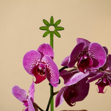 Support for orchids, h = 44 cm, plastic, green, mix-3