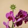 Support for orchids, h = 44 cm, plastic, green, mix